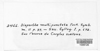 Amphisphaeria multipunctata image